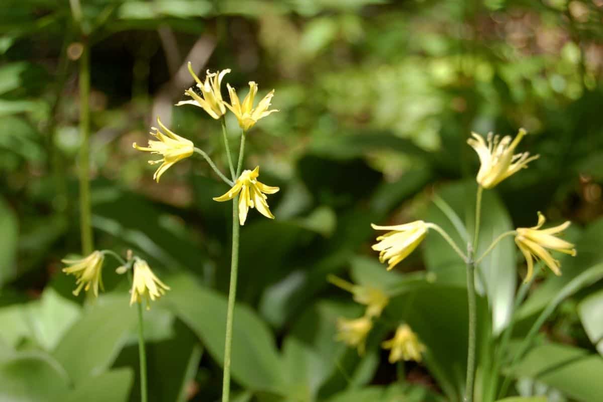 Clintonia borealis