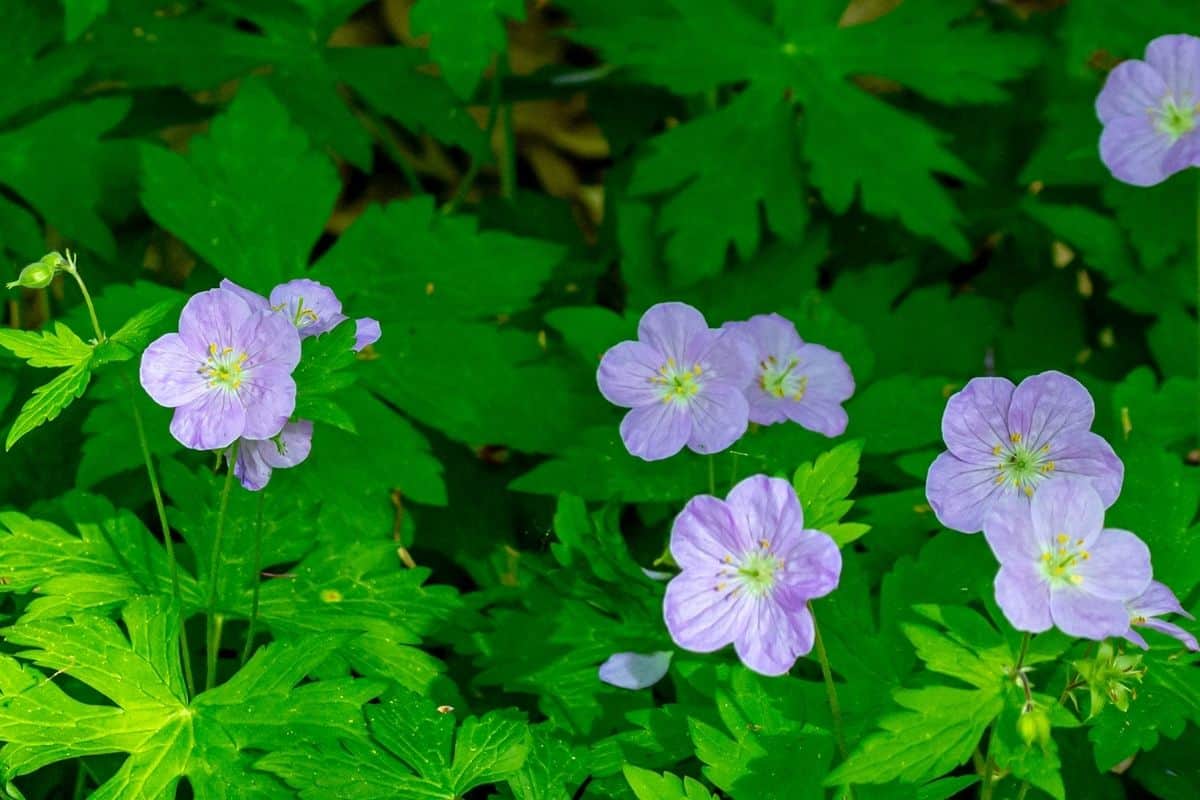 Geranium maculatum