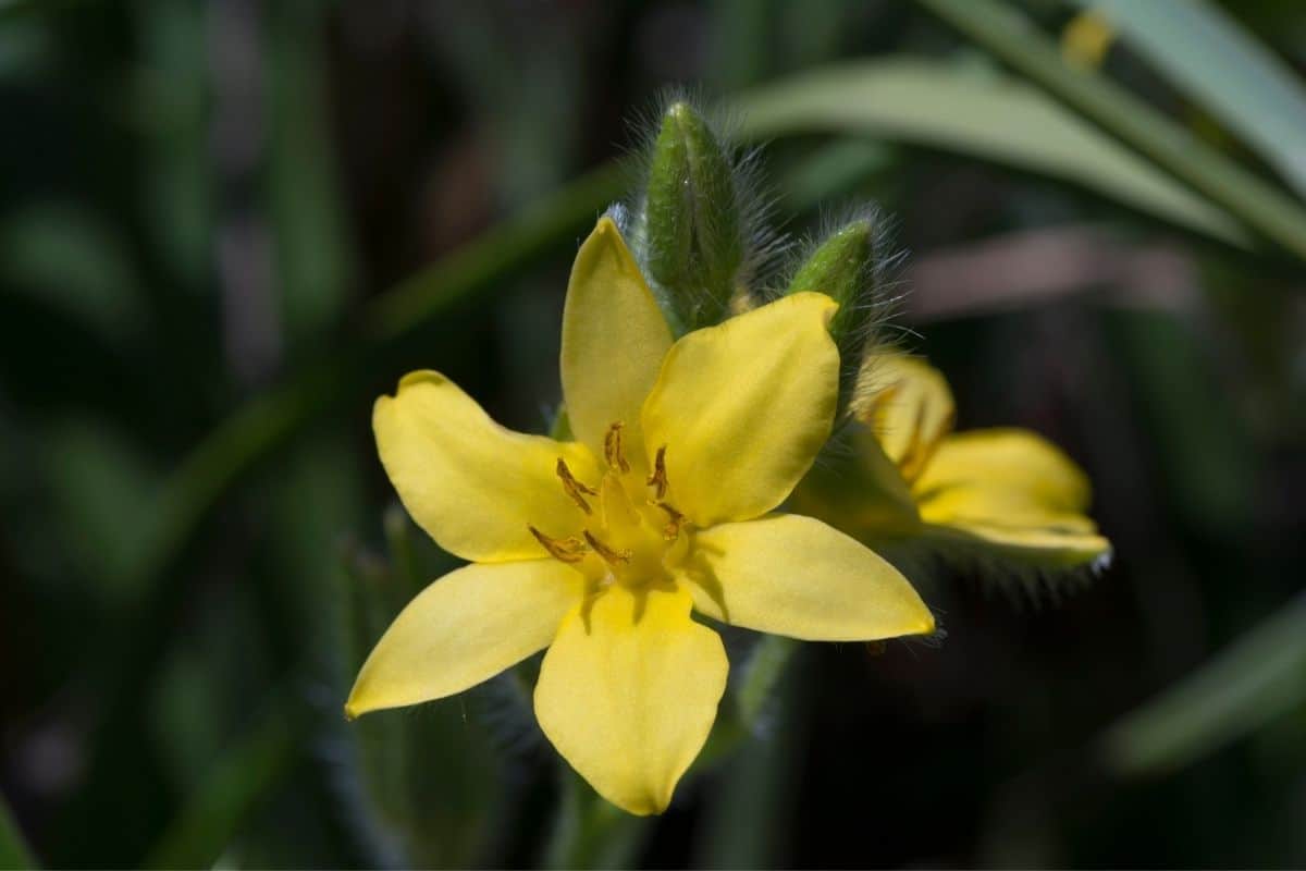 Hypoxis hirsuta