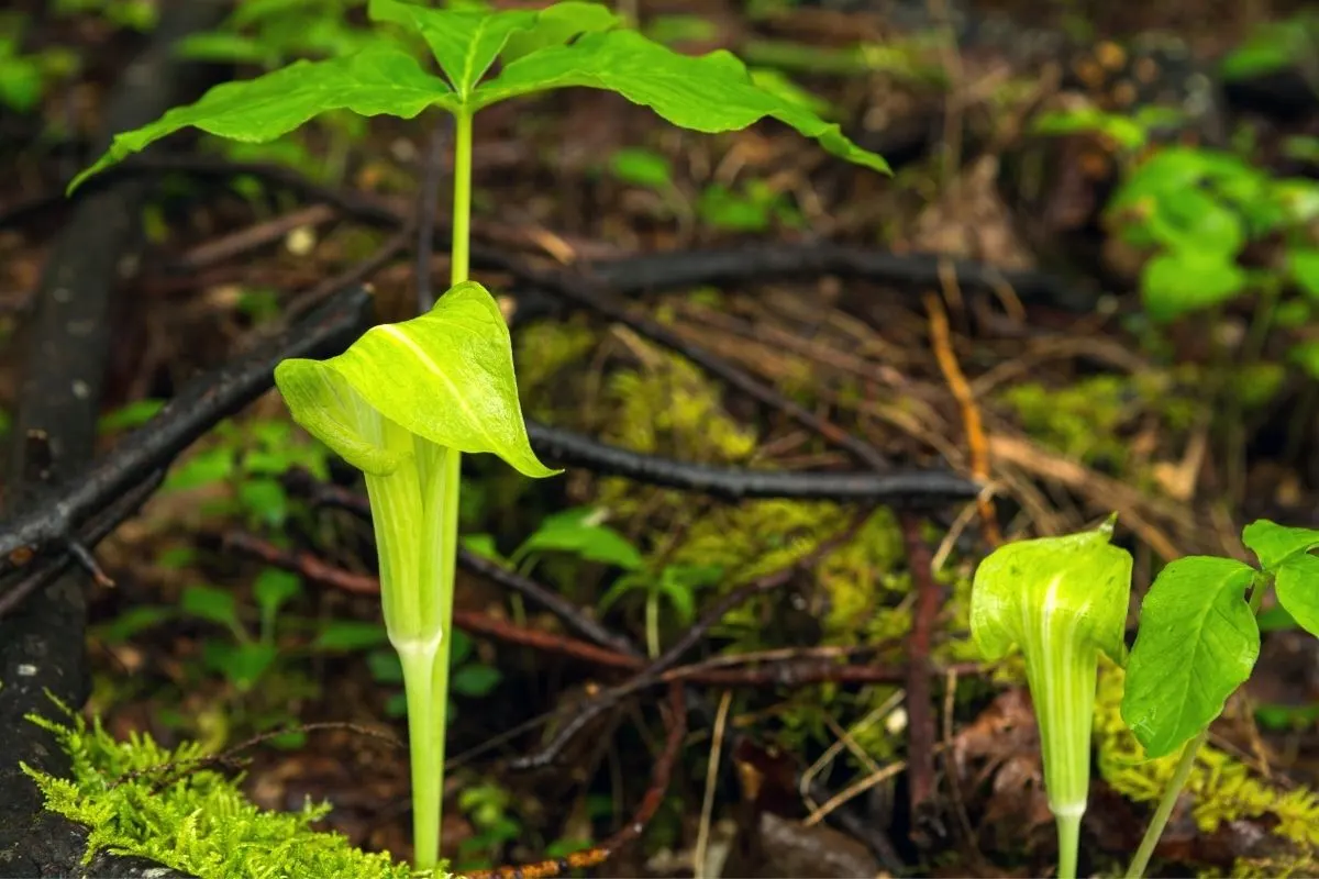 jack in the pulpit flowers