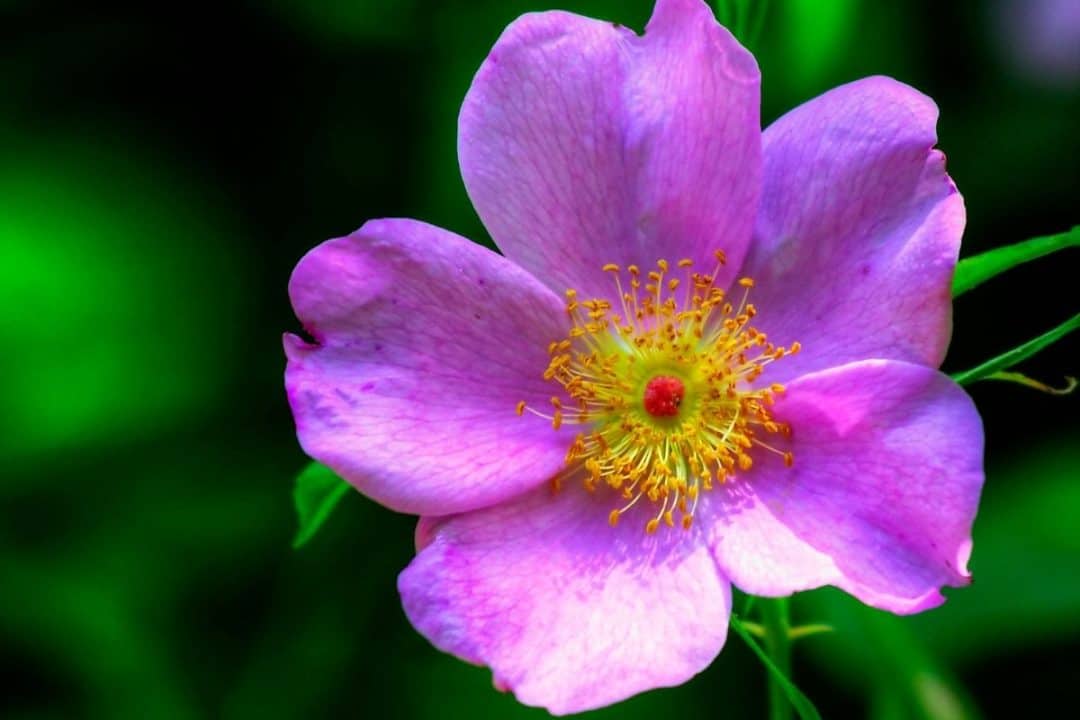 South Carolina Native Plants List 15 Stunning Landscape Perennials