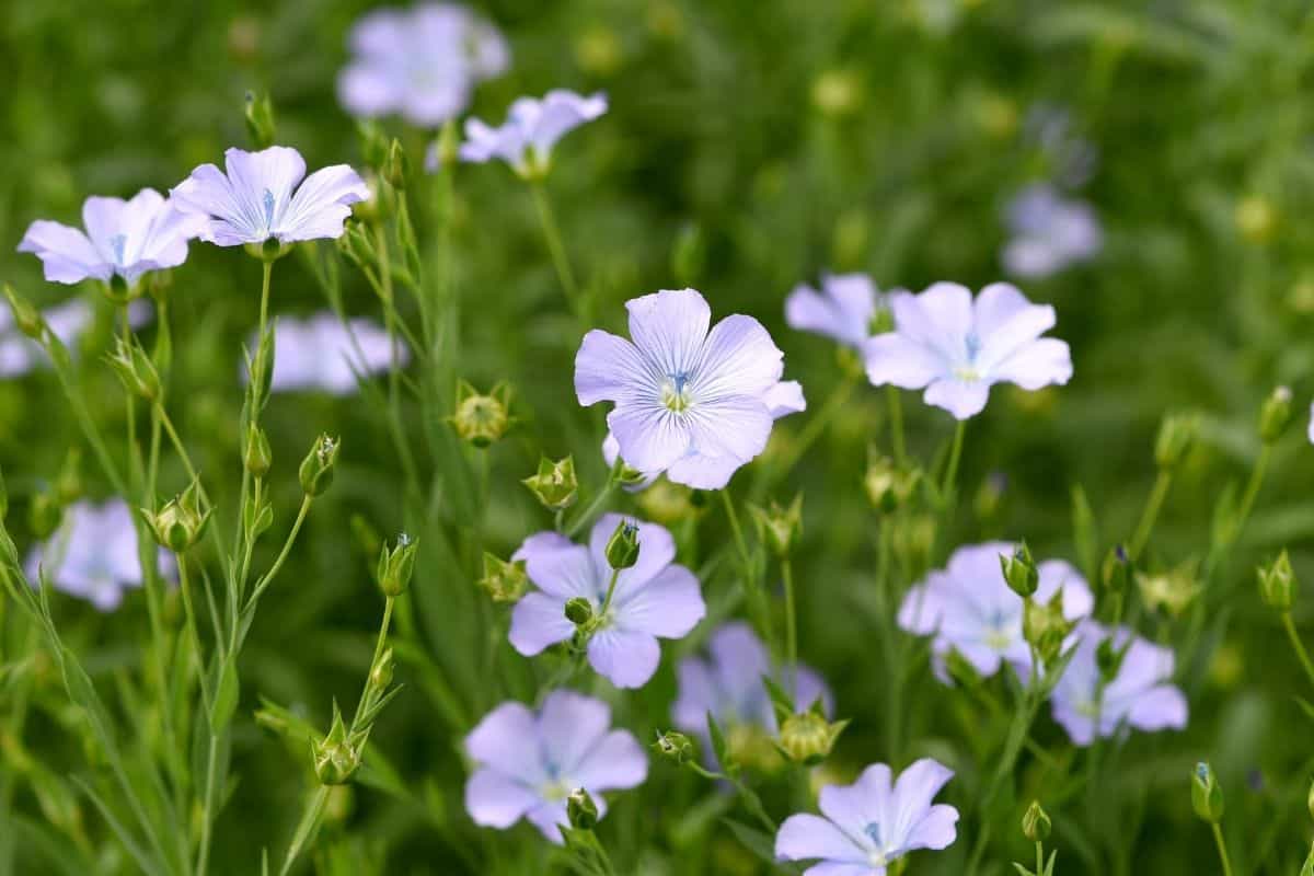 Linum perenne