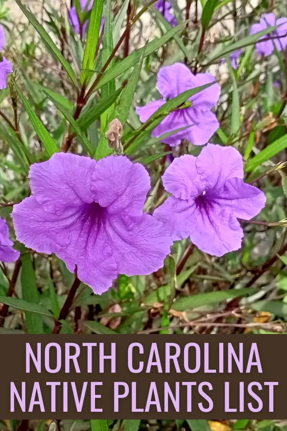 North Carolina native plants list