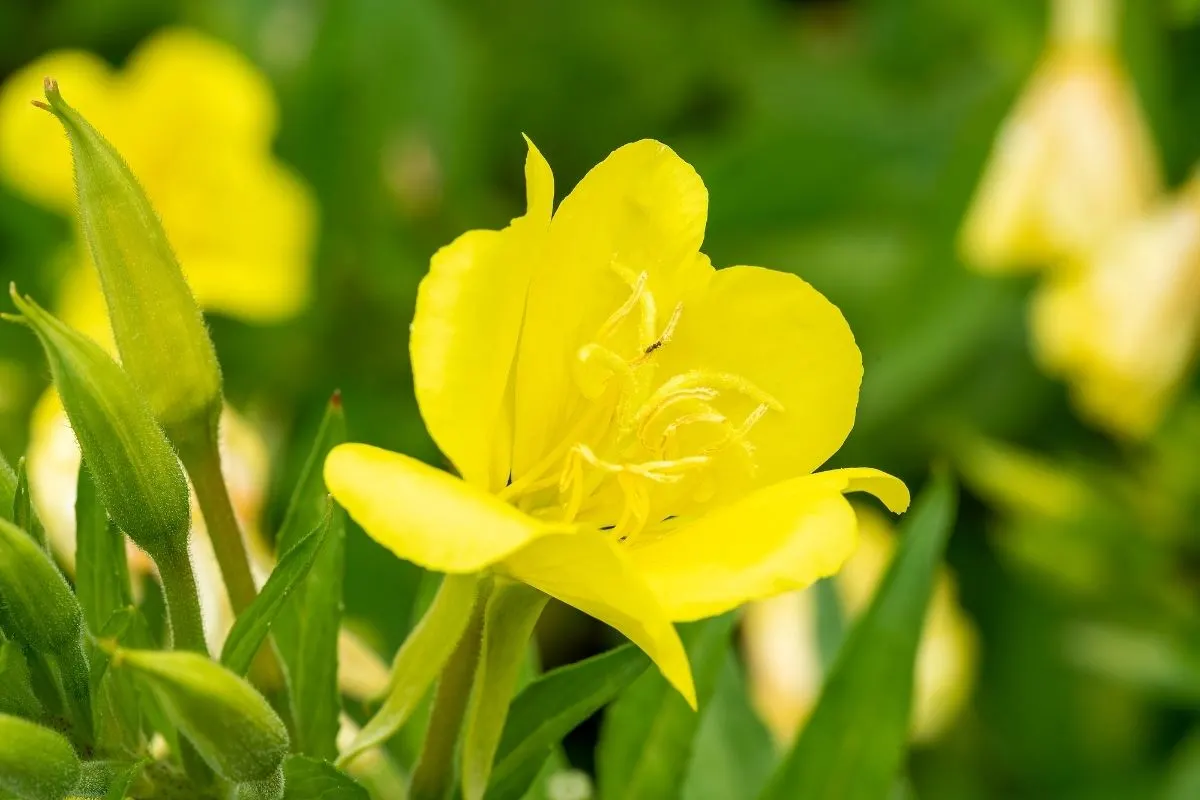 Oenothera fruticosa