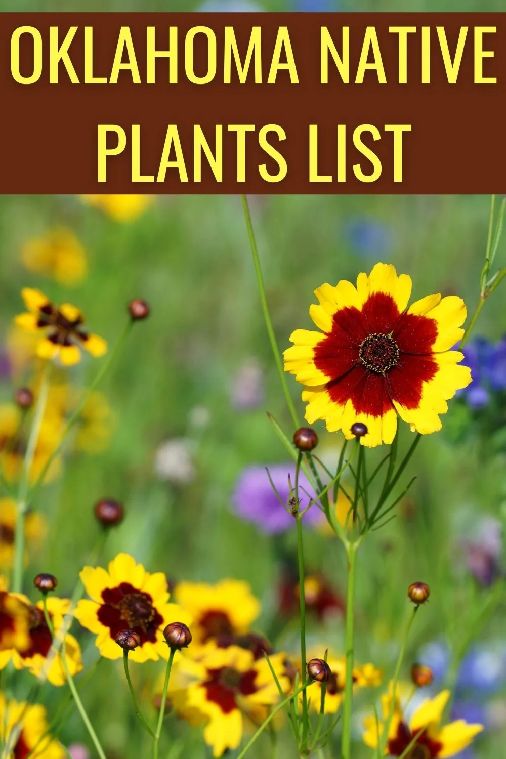 Oklahoma native plants list