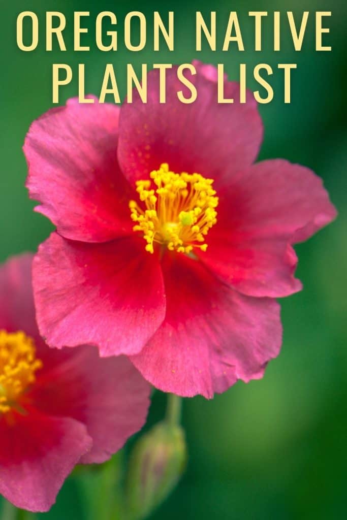 Oregon Native Plants List: 14 Perfect Pacific Northwest Flowers
