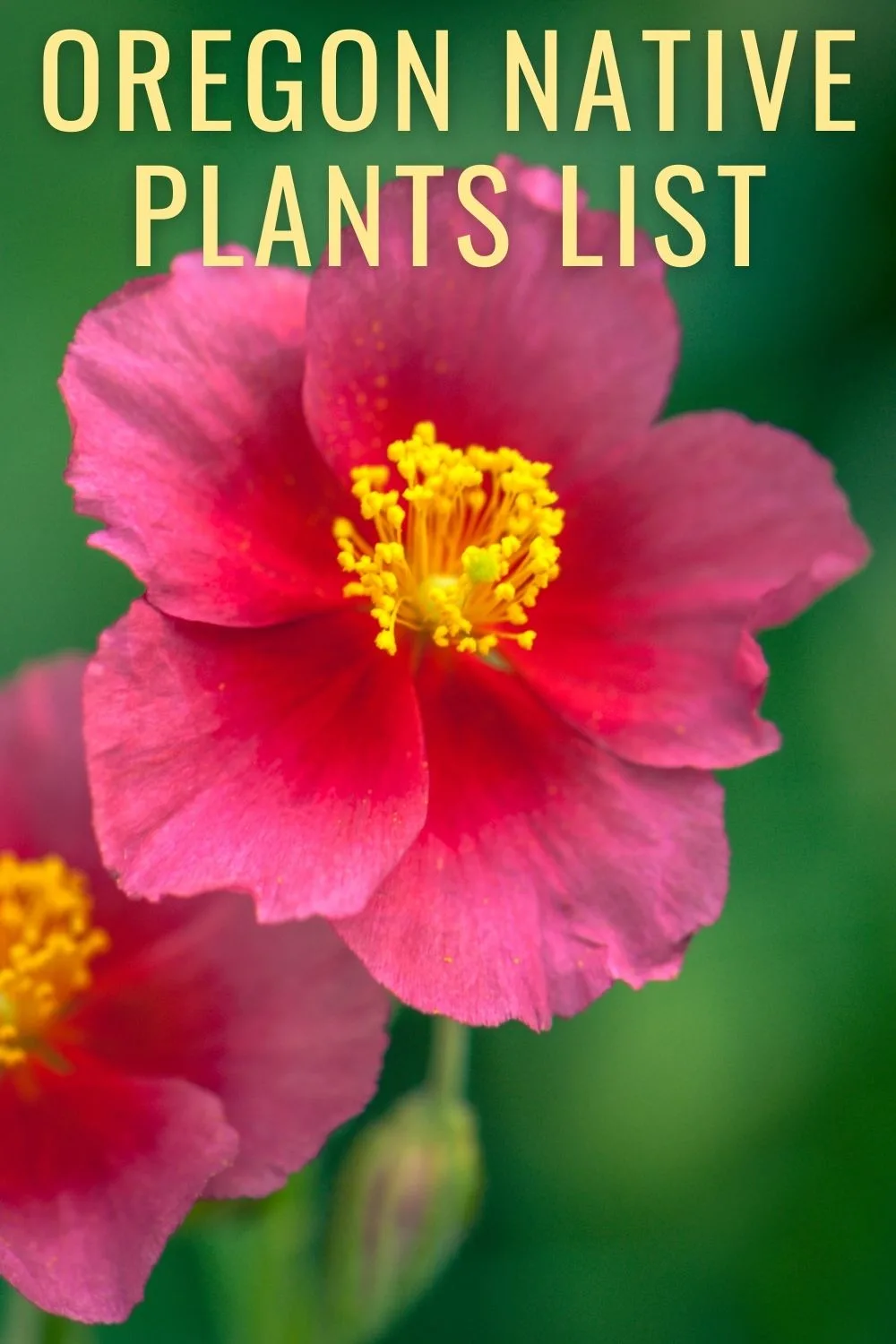 Oregon native plants list