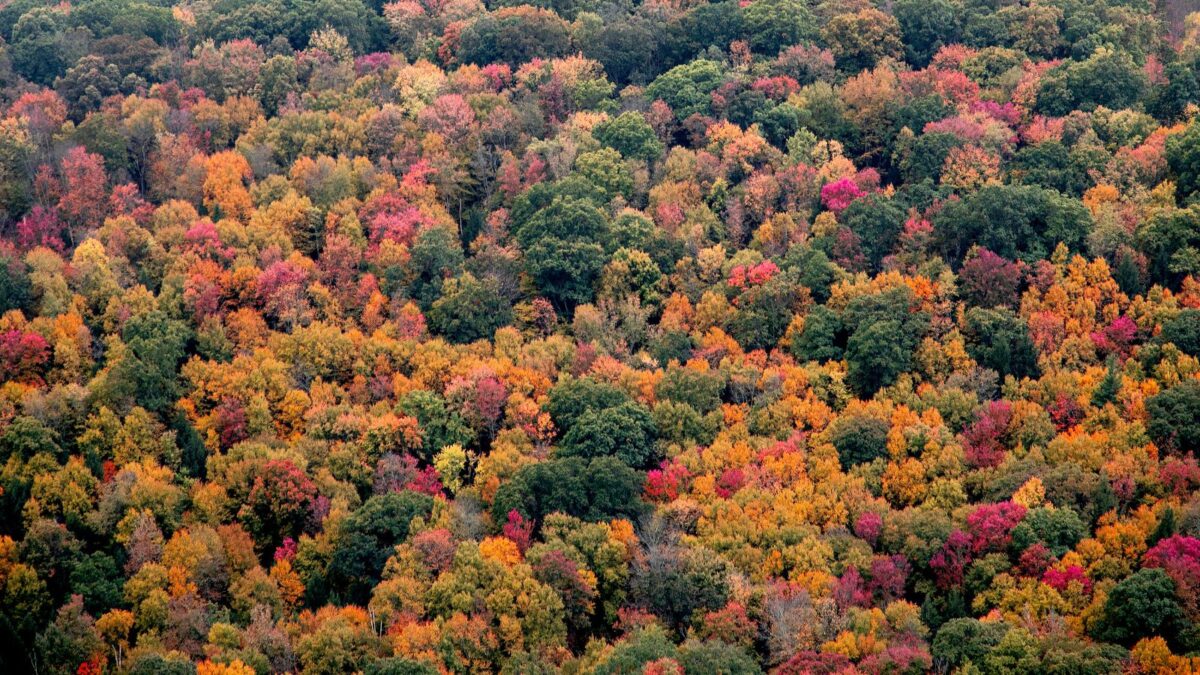 Pennsylvania Fall Colors.