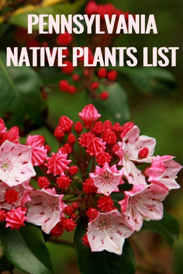 Pennsylvania Native Plants List 17 Amazing Flowers For Your Garden