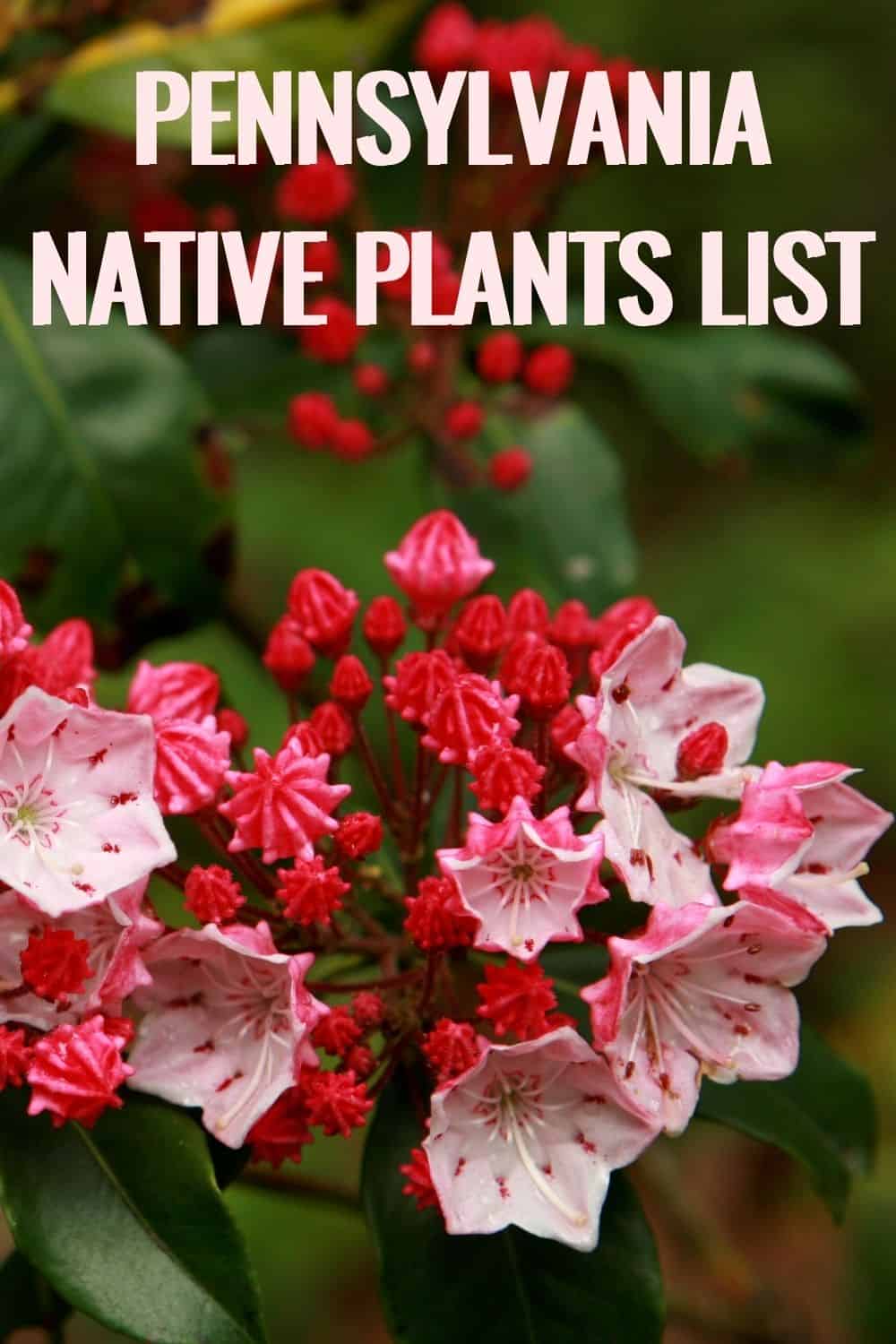 Pennsylvania native plants list