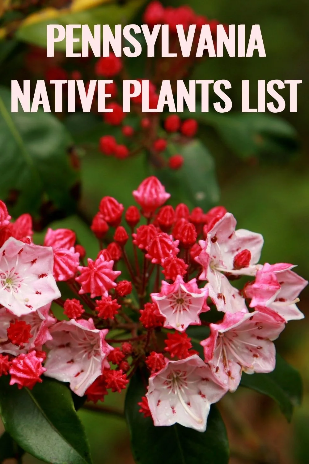 Pennsylvania native plants list