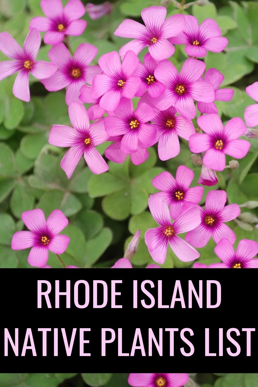 Rhode Island native plants list