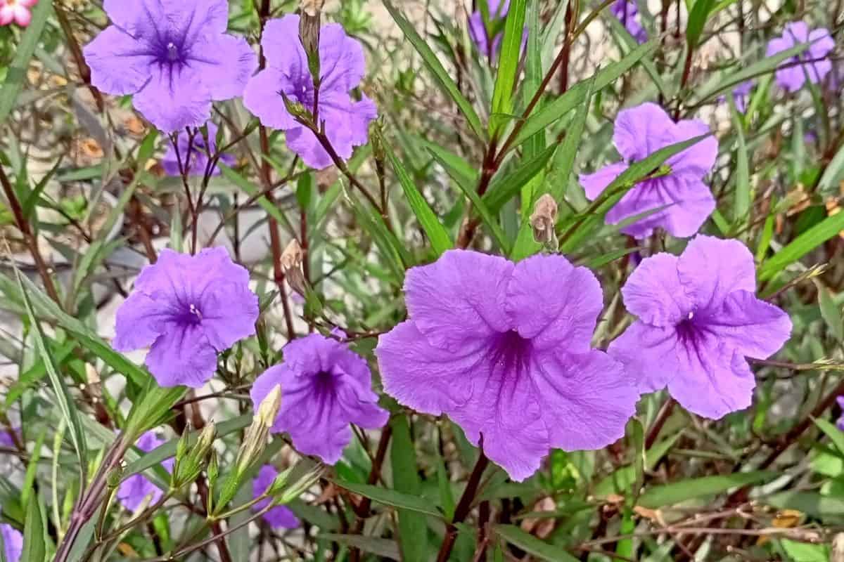 Ruellia caroliniensis