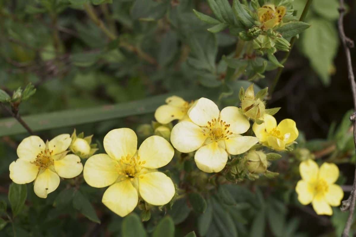 Sibbaldiopsis tridentata