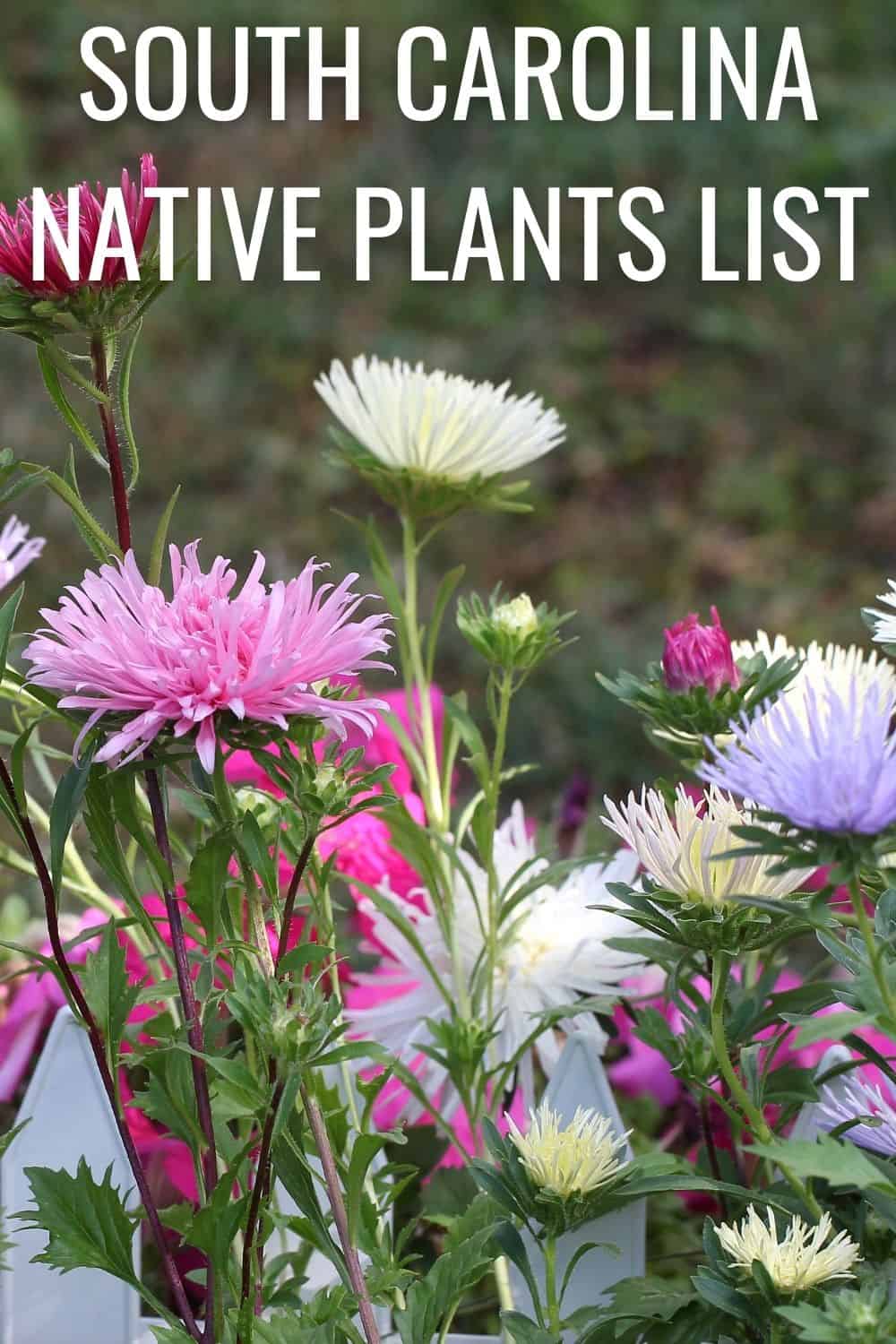 South Carolina native plants list
