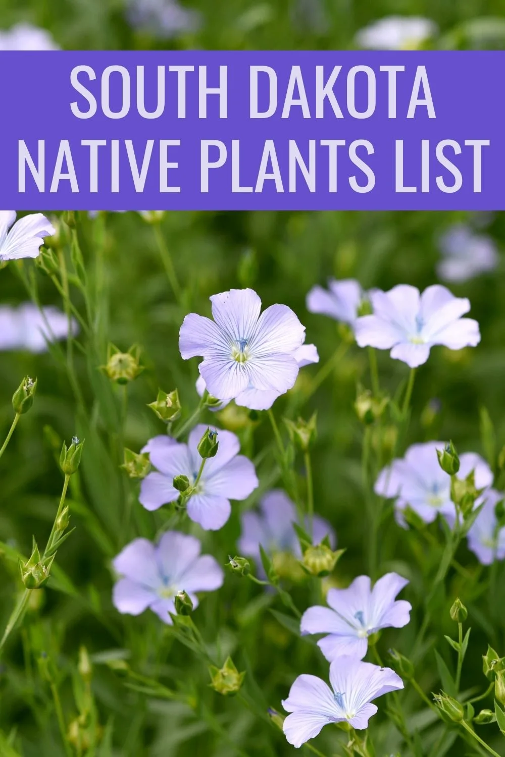 South Dakota native plants list