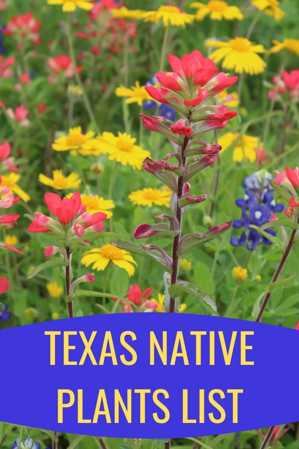 Texas native plants list