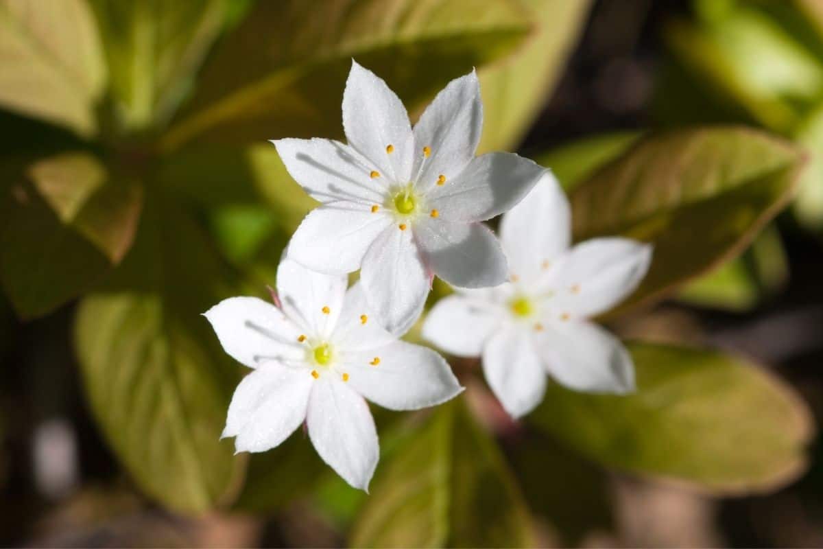 Trientalis latifolia