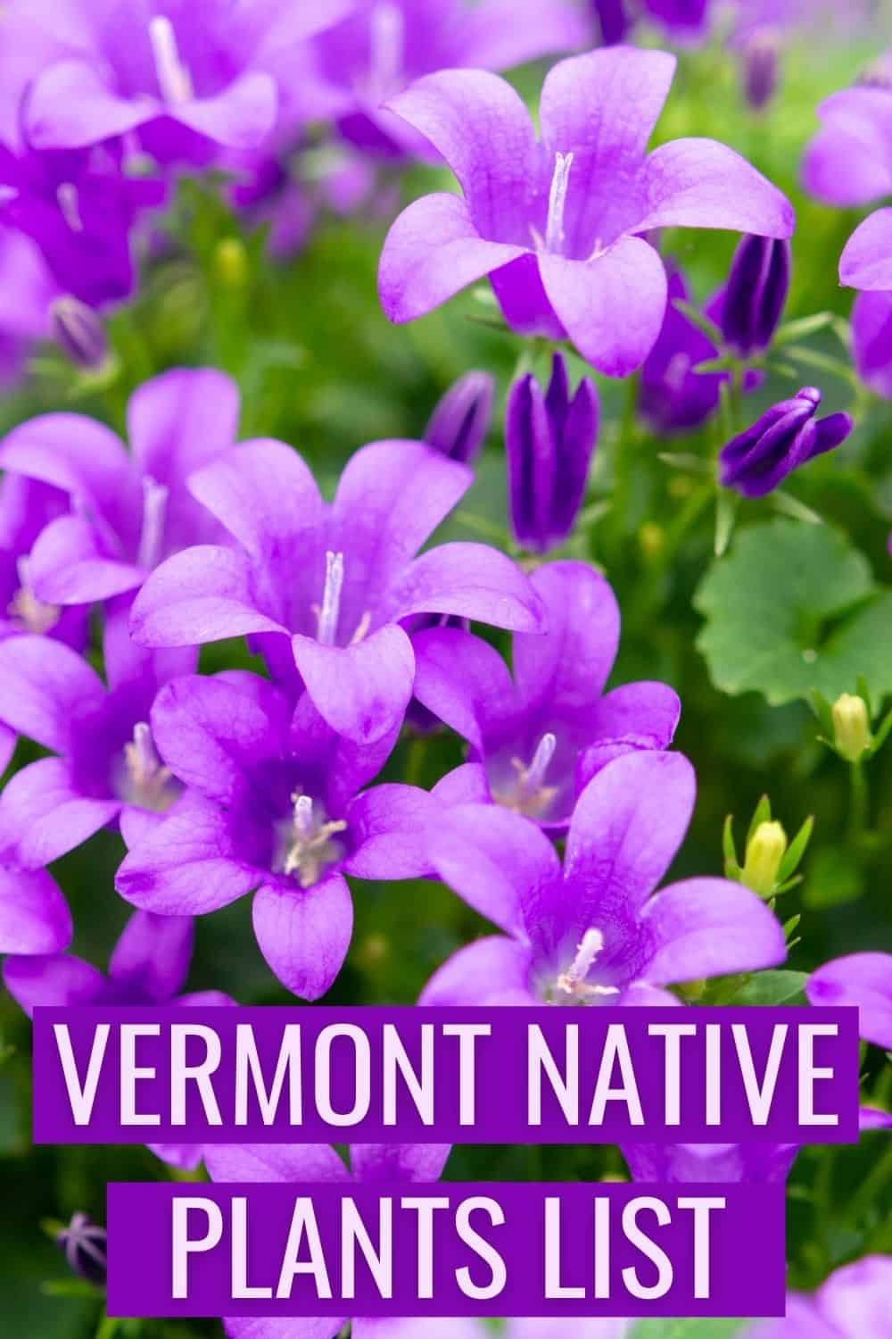 Vermont native plants list