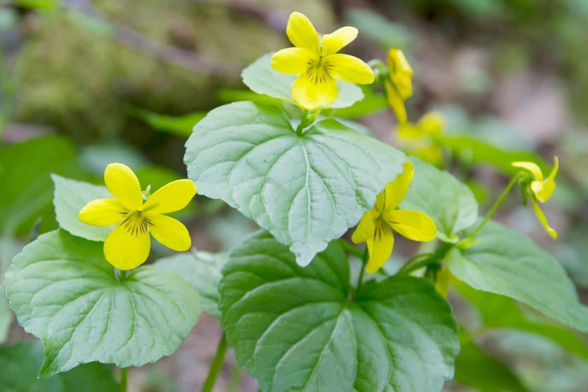 Viola glabella