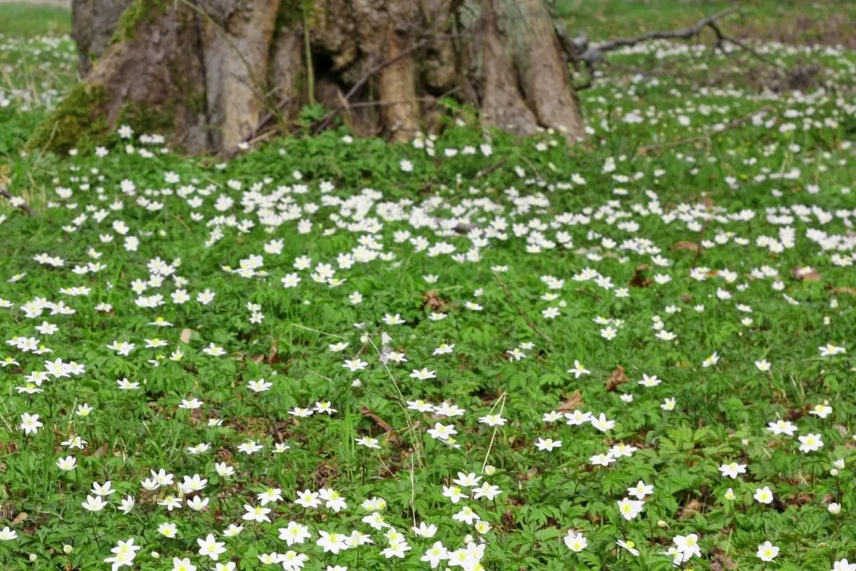 wood anemone flowers blanketing the floor of a forest