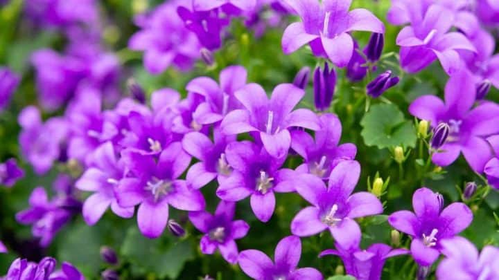Vermont Native Plants List: 16 Stunning Garden Choices
