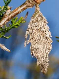 evergreeen tree attacked by bagworms