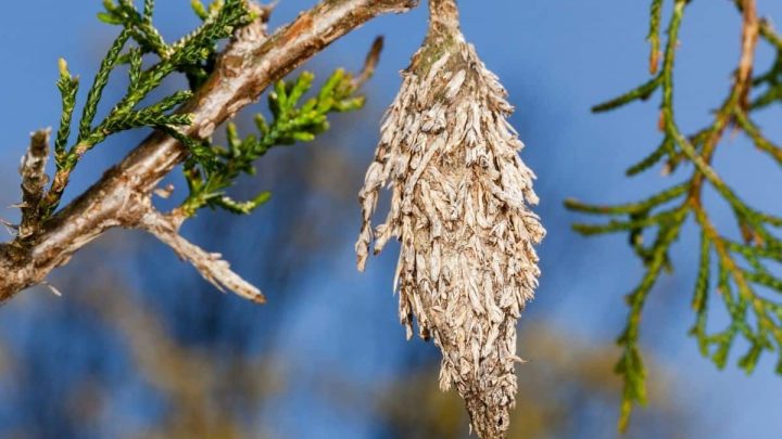 How To Get Rid of Bagworms On Trees