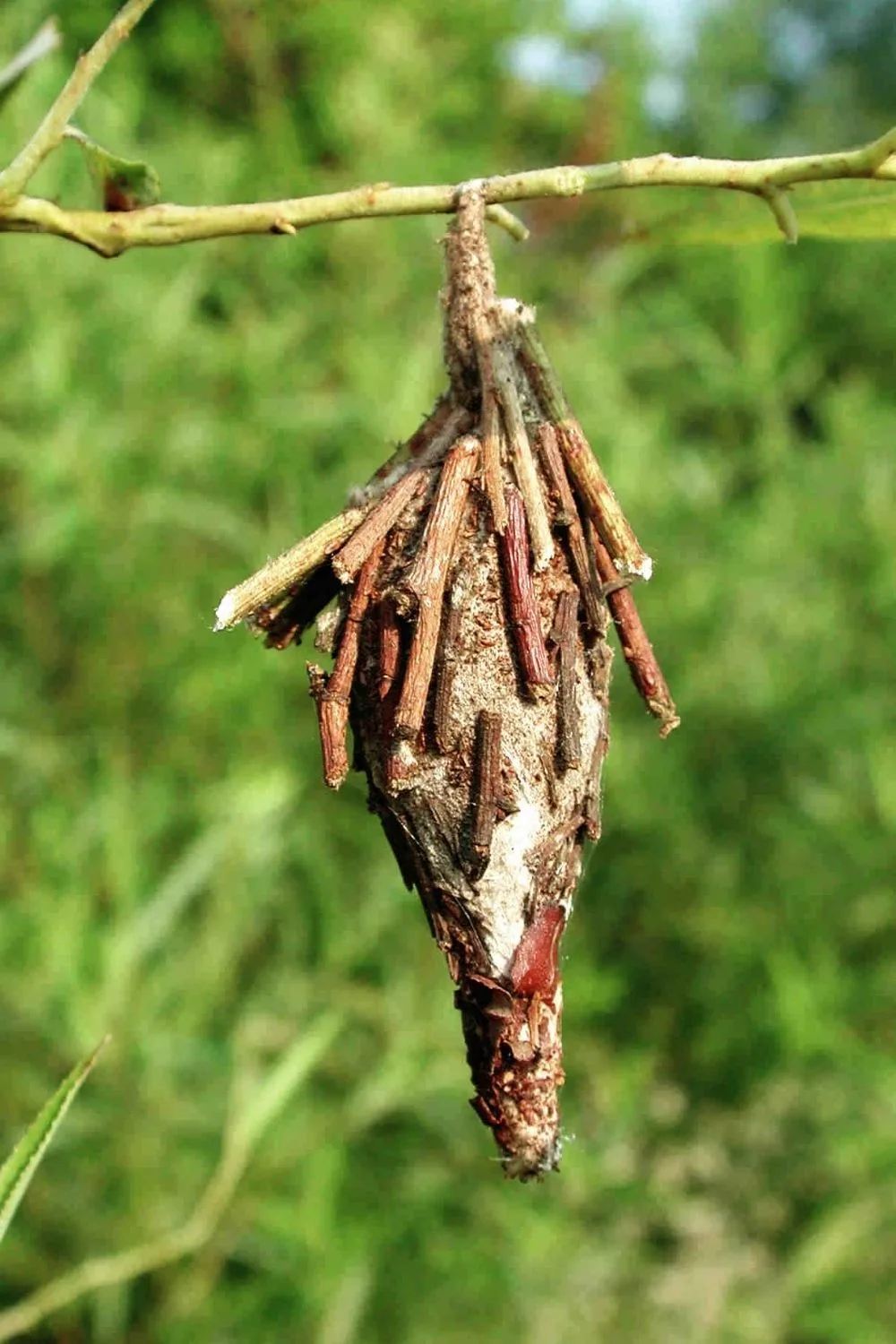 bagworm pouch hanging from a tree branch