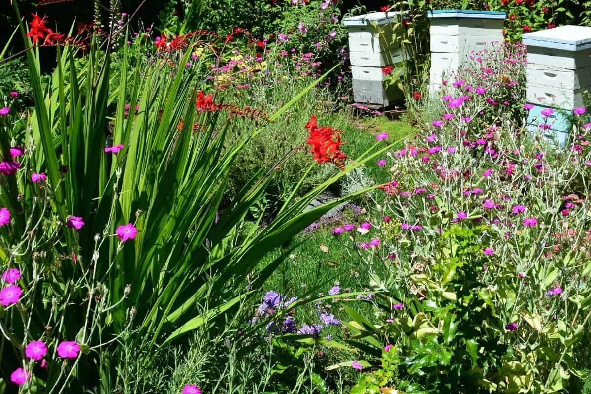 bee garden with lots of flowers