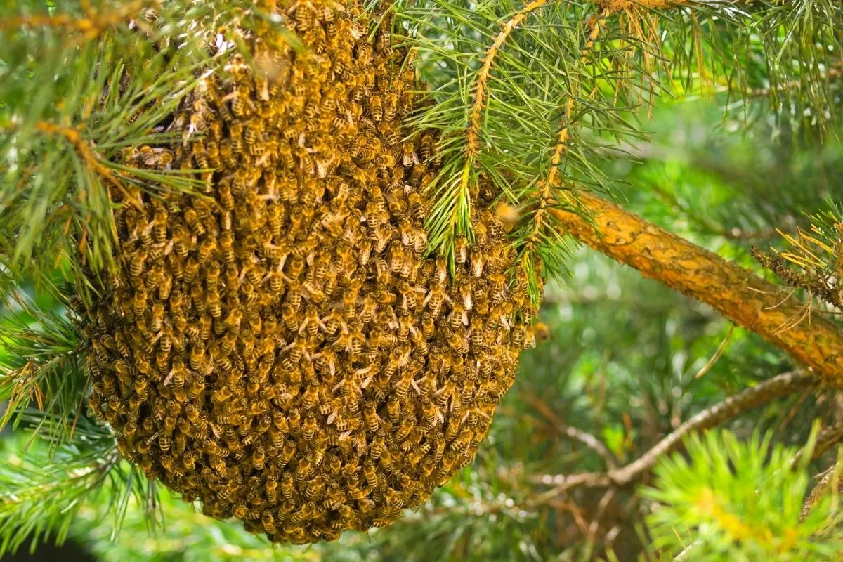 bee swarm in a tree