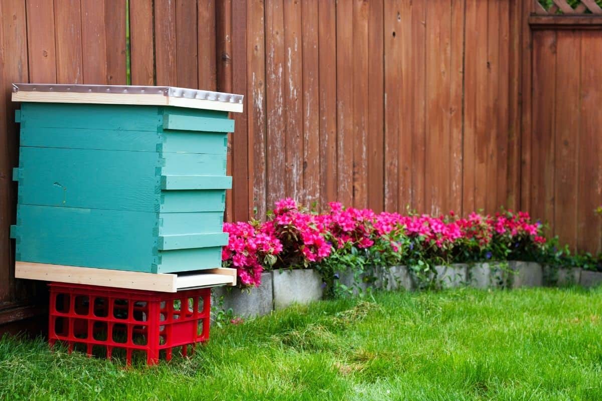 blue beehive amd red flowers in a garden corner