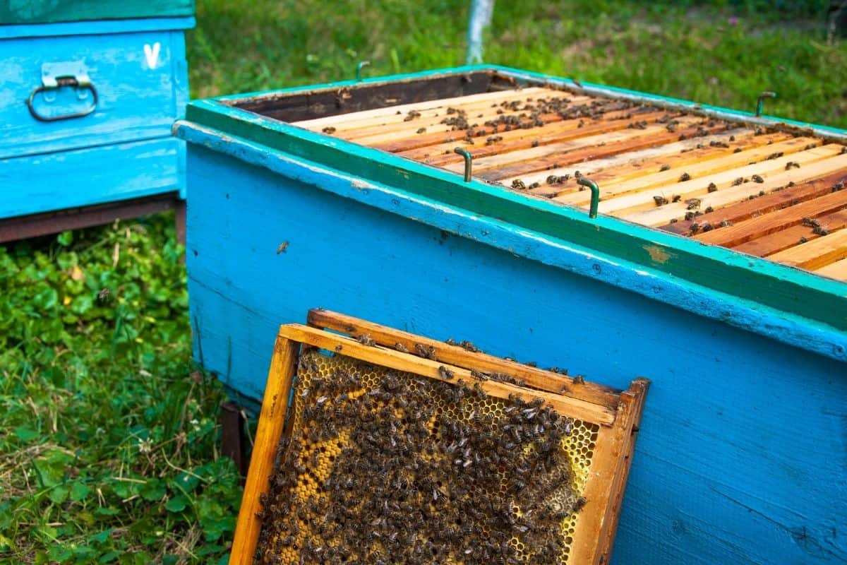 beehive maintenance