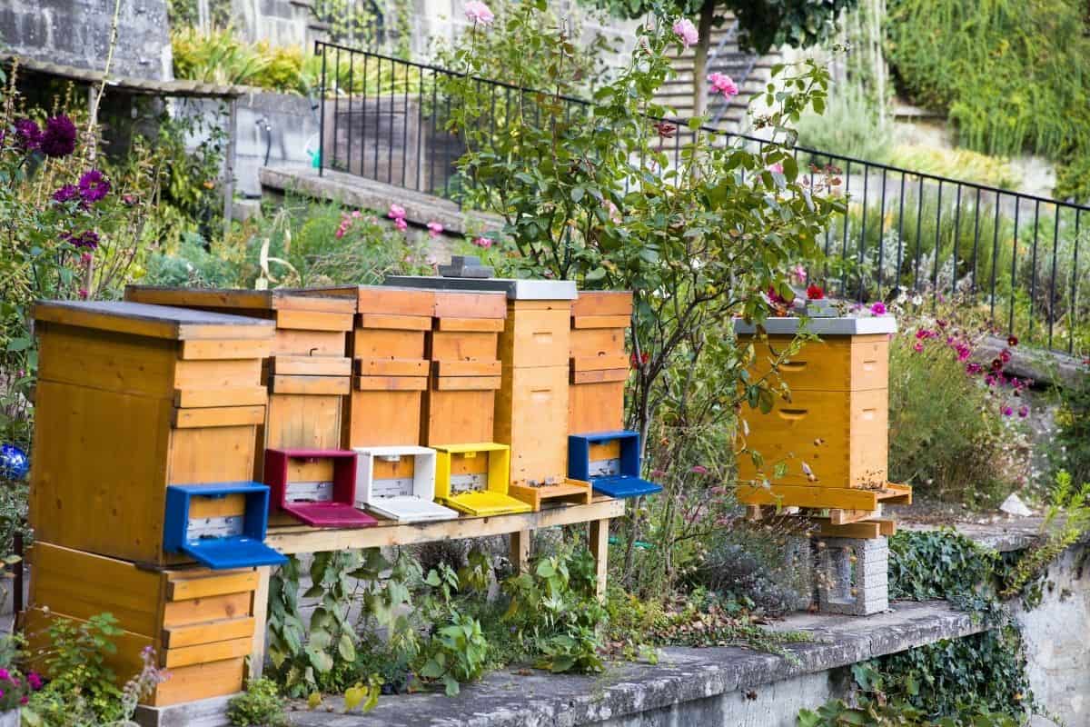 beehives in the backyard