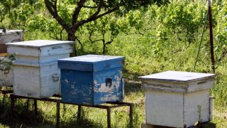 beehives placed in the woods