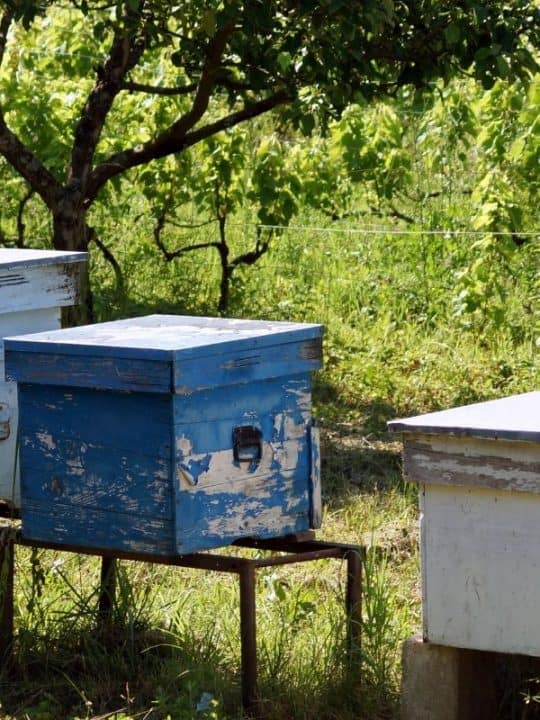 Beehive Stand Height How High Off The Ground Should Your Hives Be?