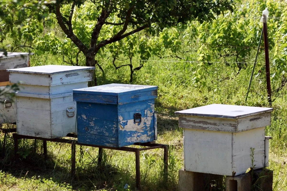 beehives placed in the woods