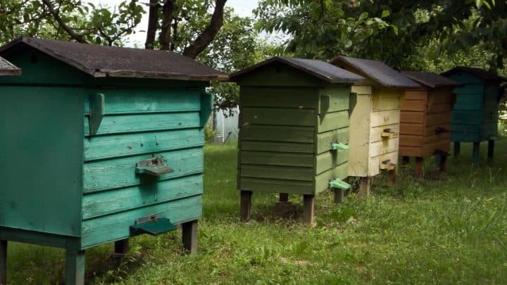 Beehive Stand Height: How High Off The Ground Should Your Hives Be?
