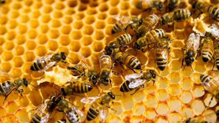 Beekeeping For Beginners – Everything You Need To Know To Start Raising Bees