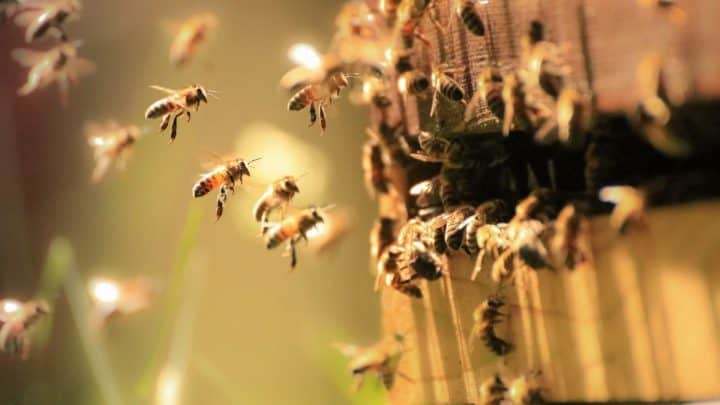 Can A Bee Join A New Hive – How To Combine Beehives