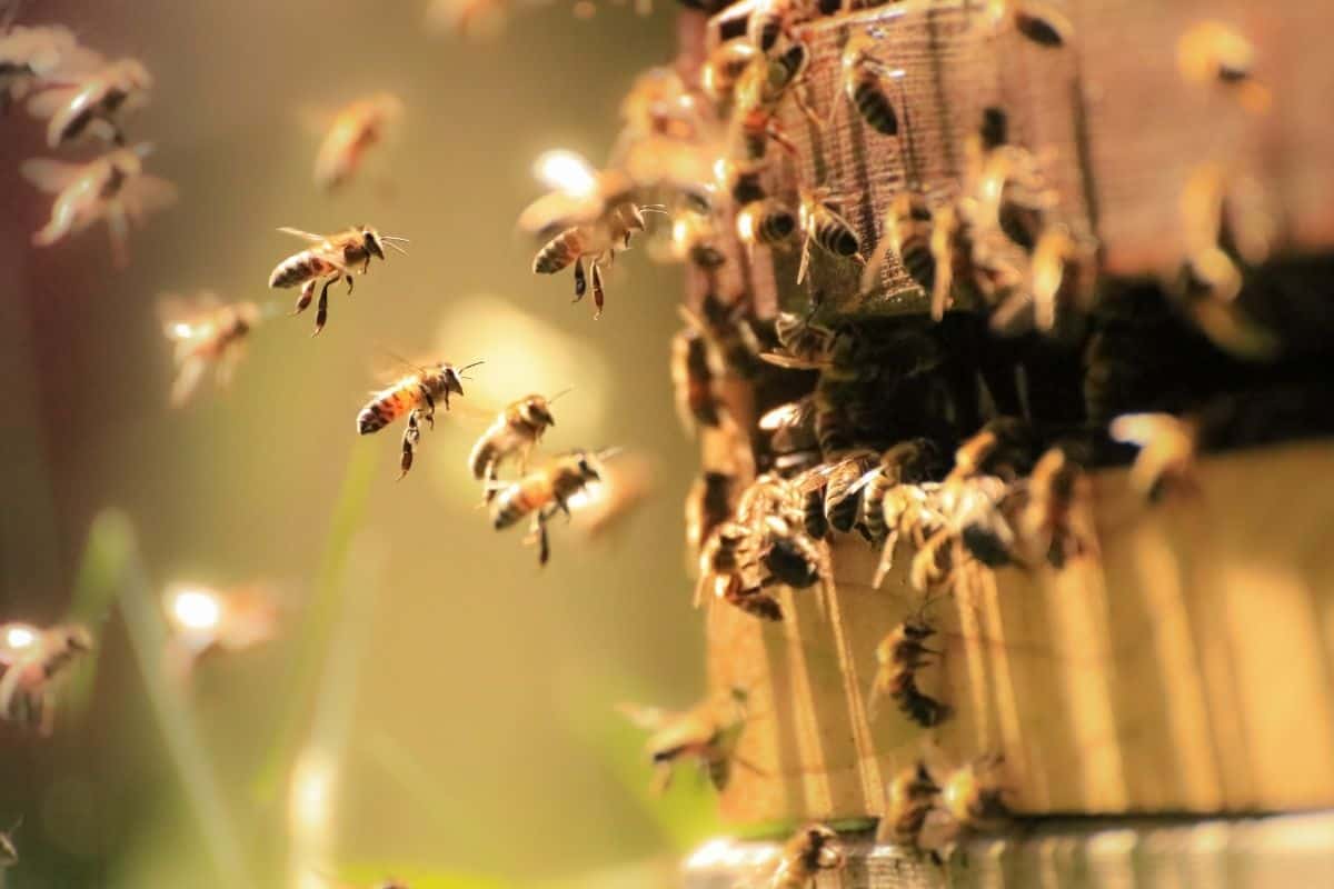 bees flying towards beehive