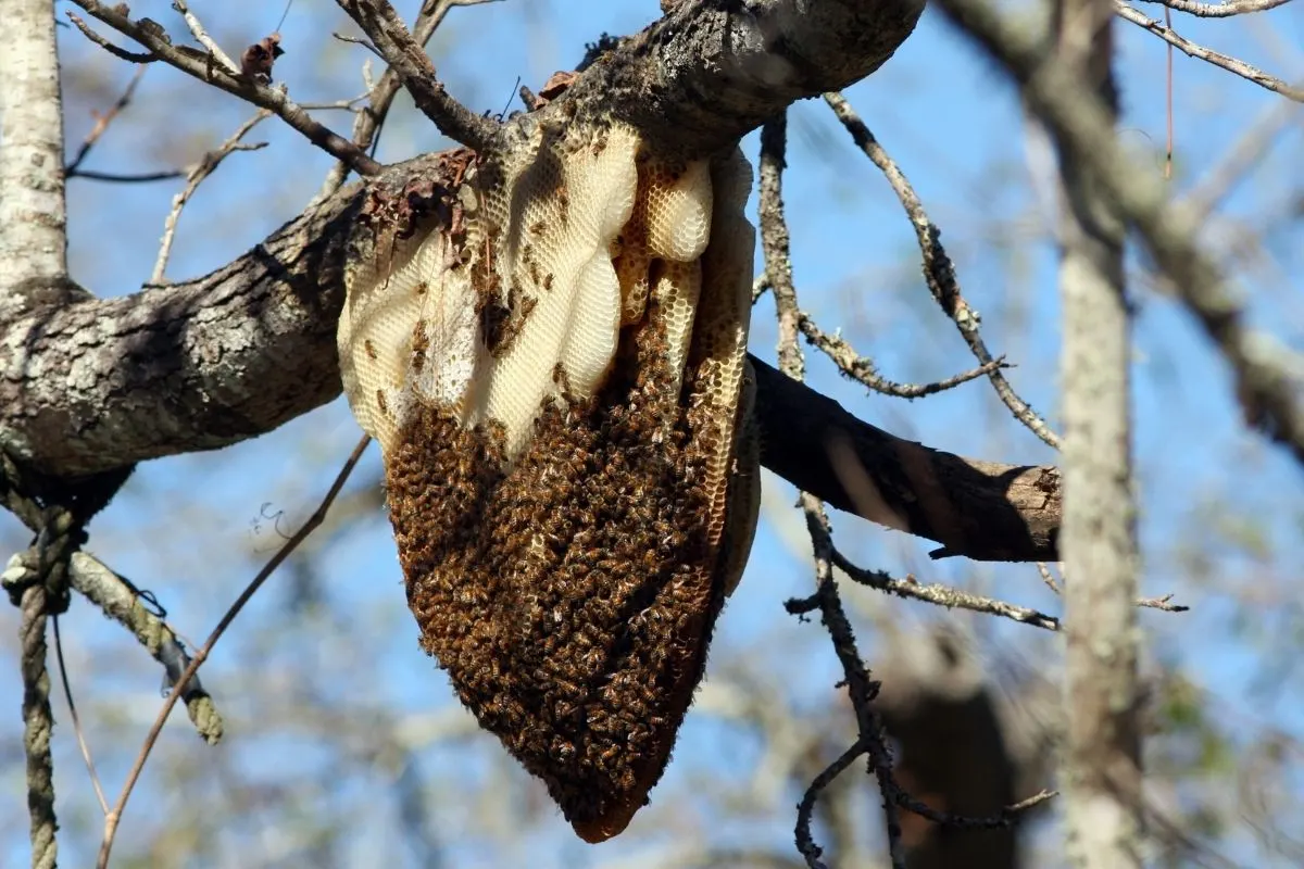 bees in a tree