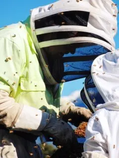 lots of bees on people dressed in bee suits