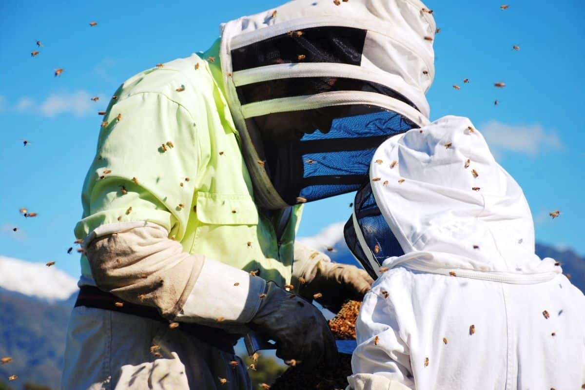 lots of bees on people dressed in bee suits