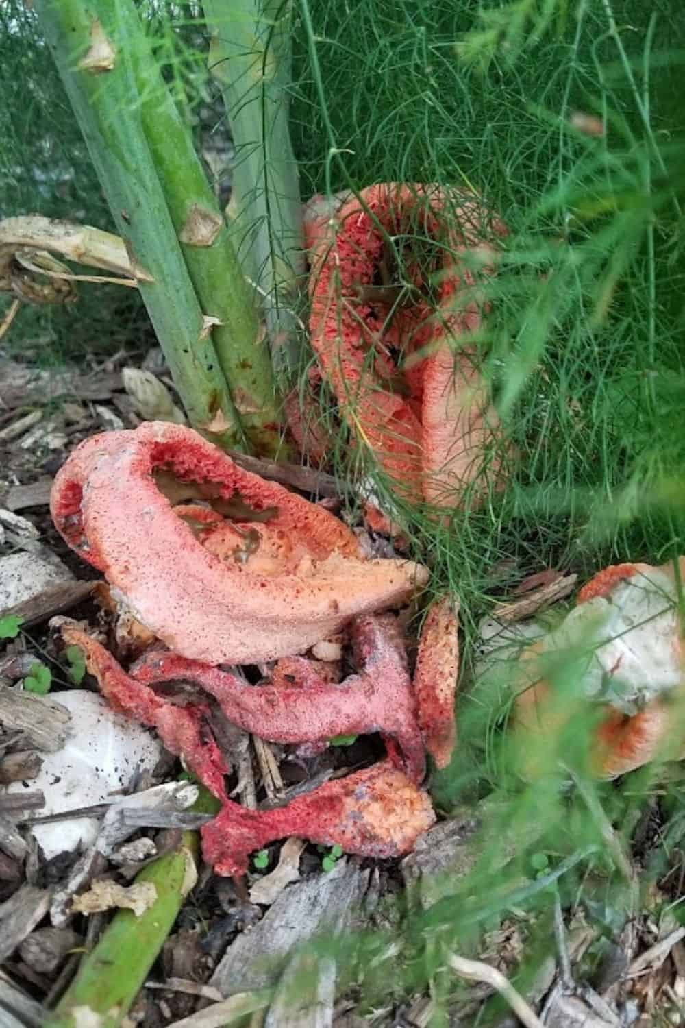 bright orange stinkhorn mushrooms in my asparagus bed