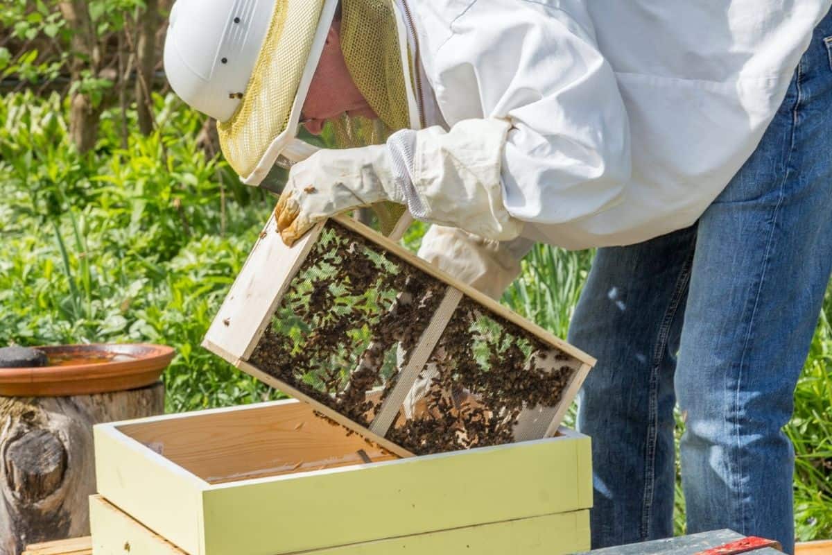 man checking on bees, fully suited up