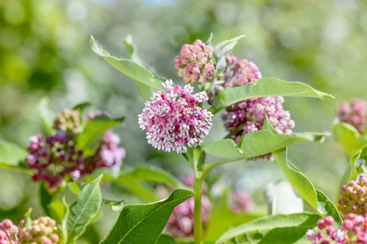 clasping milkweed