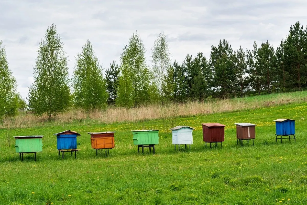 colorful bee hives in a field