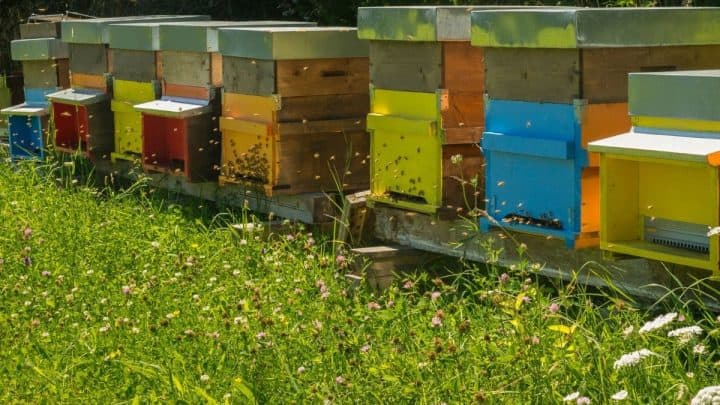 Best Coating For A Beehive – Painting Your Hive For Added Protection