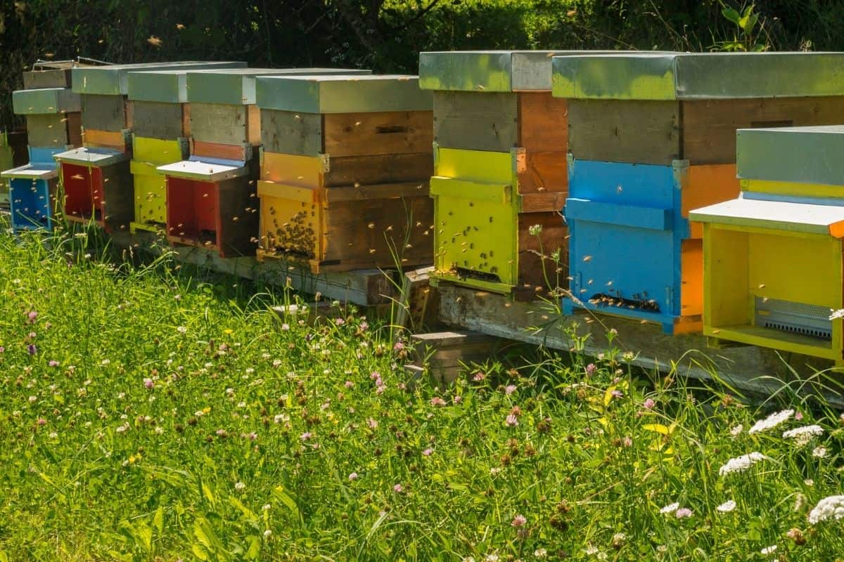 colorful beehives